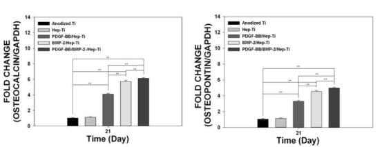 PDGF-BB/BMP-2가 탑재된 기능성 임플란트의 Osteocalcin(좌) 와 Osteopontin(우)의 mRNA 유전자 발현 분석