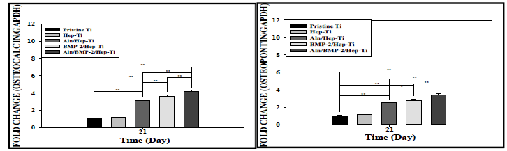 Alendronate/BMP-2가 탑재된 기능성 임플란트의 Osteocalcin(좌) 와 Osteopontin(우)의 mRNA 유전자 발현 분석