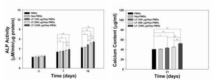 락토페린이 탑재된 PMSs의 ALP activity(좌) 와 Calcium content(우) 분석