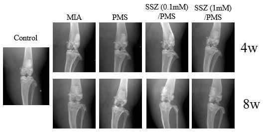 골관절염 쥐 모델 X-ray 촬영 사진