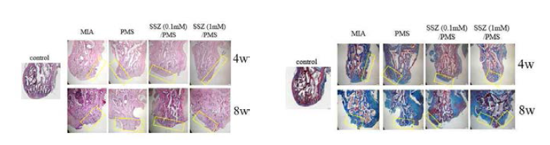 PMSs 주입 후, 4, 8주 후 쥐 대퇴골 조직학적 분석 결과