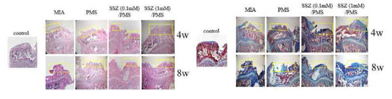 PMSs 주입 후, 4, 8주 후 정강뼈 조직학적 분석 결과