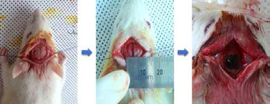 쥐 골결손 모델 제작 및 PMSs 주입하는 동물 수술 사진