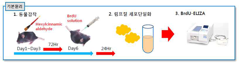 ISO 10993-10 국소림프절 시험법의 기본원리