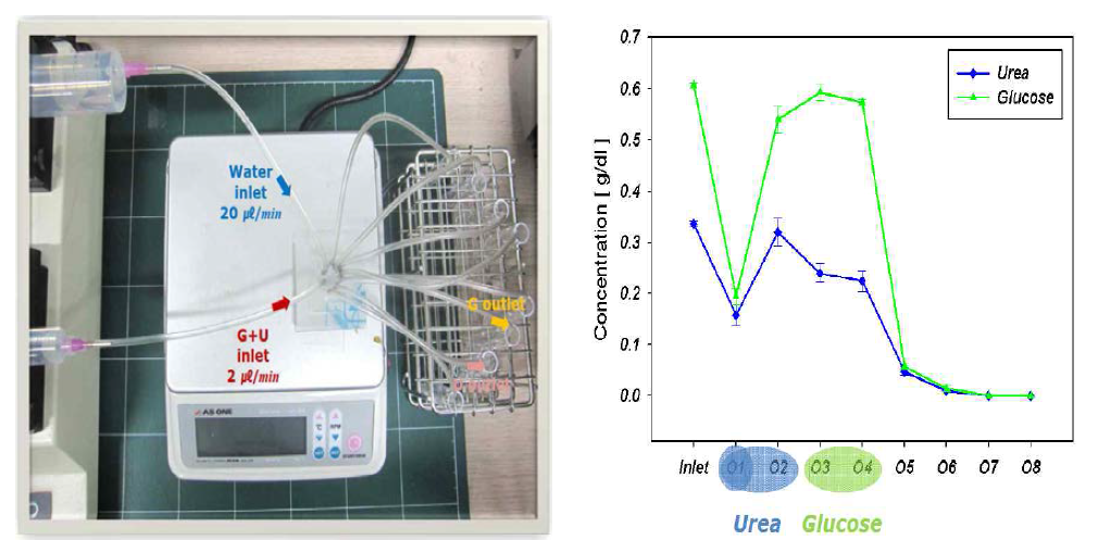 세뇨관 채널 실험(좌), 포도당과 요소 농도 비교(우)