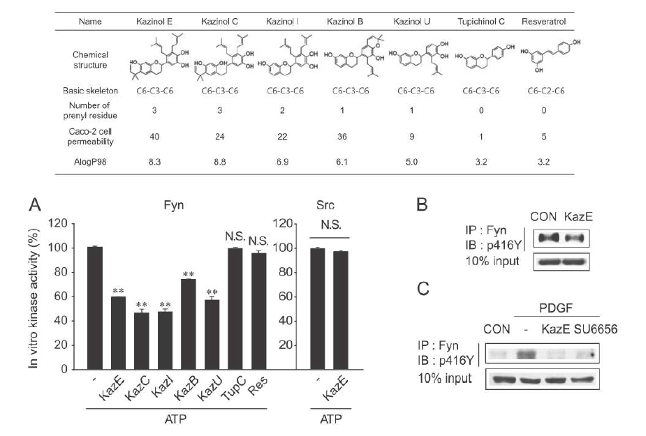 Fyn kinase 억제 효능을 갖는 이소프레닐 폴리페놀 화합물 군의 발굴