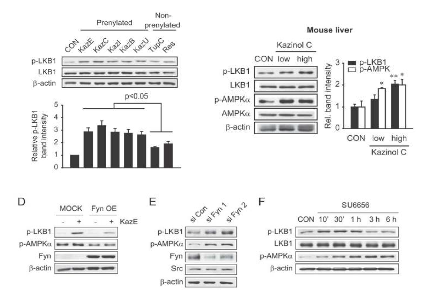 이소프레닐 폴리페놀 화합물의 Fyn kinase 억제를 통한 LKB1-AMPK 활성화