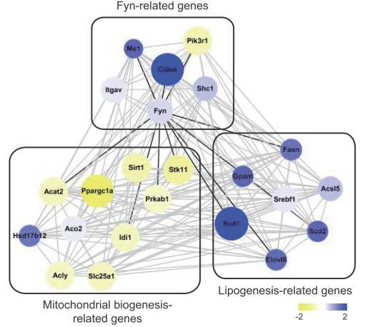 ob/ob 마우스의 Fyn과 대사성질환 유발 유전자간의 네트워크