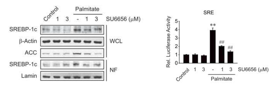 Fyn kinase 억제제에 의한 palmitate 유도성 SREBP1c 유도 발현의 억제효능