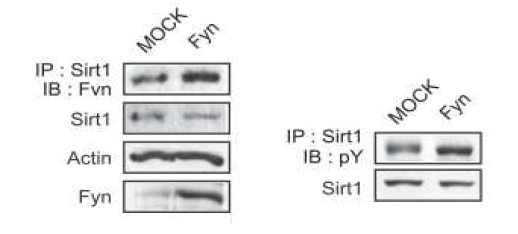 Fyn kinase 과발현에 의한 Fyn-Sirt1 결합 및 Sirt1의 인산화