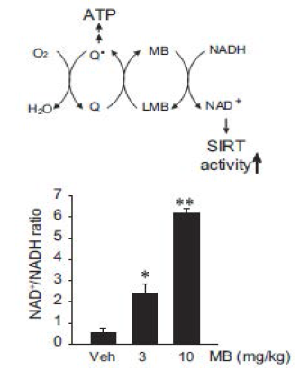 메틸렌블루의 Sirt1 활성화 기전