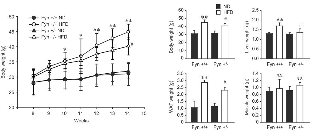 Fyn kinase 결핍마우스 (Fyn +/-)와 정상 마우스 (Fyn +/+)에서 고지방식이 투여에 의한 몸무게 증가 및 간, 지방조직, 골격근 근육 무게의 변화