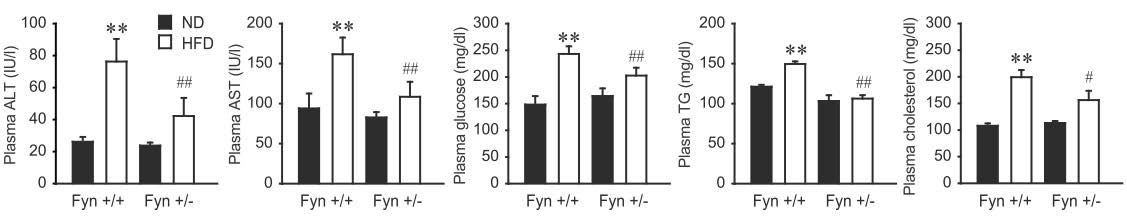Fyn +/- 마우스와 정상 마우스에서 고지방식이 투여에 의한 혈액 지표의 변화