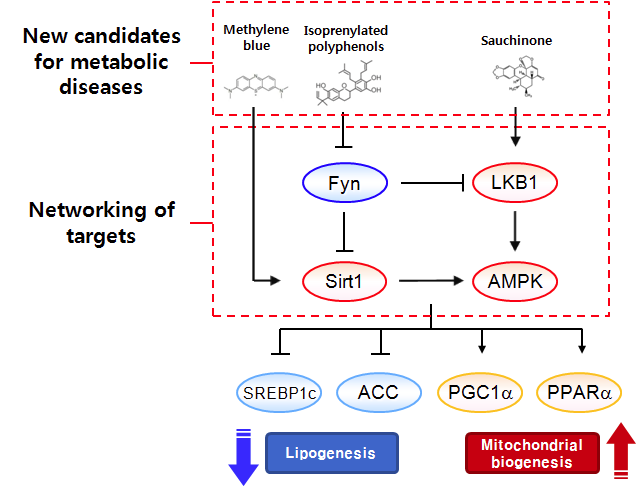 Fyn kinase 억제와 LKB1 활성화의 네트워킹을 보여주는 기반 기술 모식도.