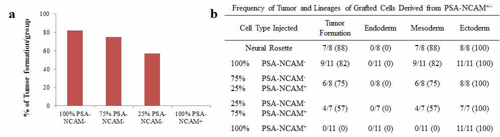 신경로제트 세포의 생체내에서 종양형성능력을 최소화하기 위하여, PSA-NCAM 표면 마커를 통하여 양성/음성 세포로 분리하여 이식하였음