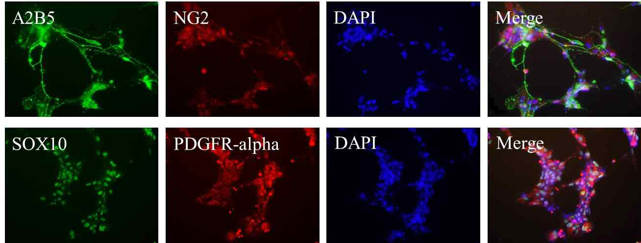 RA, bFGF, SHH으로 분화를 유도하여, 희소돌기아교전구세포의 마커인 A2B5, NG2, SOX10, PDGFR-alpha의 발현을 면역조직화학염색으로 확인