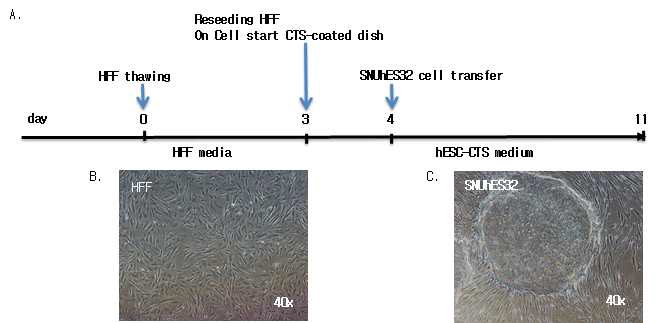 Human foreskin fibroblast(HFF)를 지지세포로 이용하여(B) 임상등급 배양액(hESC-CTS)에서 인간 배아줄기세포(SNUhES32)를 배양함(A). 임상등급 인간 배아줄기세포(SNUhES32)가 미분화를 유지하며 세포증식을 함(C)