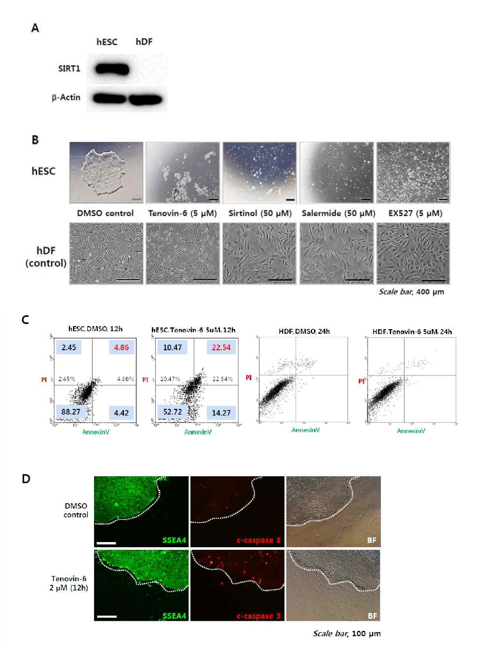 (A) Sirt1의 단백질양은 인간피부세포(hDF)에서 보다 인간배아줄기세포(hESC)에서 현저히 증가해 있음. (B) Sirt1 활성을 억제하는 약물(Tenovin-6, sirtinol, salermide, EX527)처리 시, 인간배아줄기세포에서는 세포 사멸이 관찰되지만, 인간 피부세포에서는 세포사멸이 관찰되지 않음. (C) Tenovin-6 처리 후 FACS 분석을 이용하여 세포 사멸정도를 측정하였을 때, 인간배아줄기세포에서는 47%정도의 세포사멸을 보였지만, 인간피부세포에서는 대략 3% 정도의 세포사멸을 보임. (D) 전분환능 세포 마커인SSEA4가 발현되는 세포에서 Tenovin-6 처리 시 세포 사멸 마커인 c-caspase 3 발현이 증가됨을 확인함