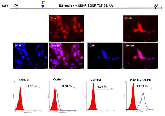 도파민 신경세포로 분화 시킨 후, lineage 마커의 발현을 확인 (윗쪽)하였고, PSA-NCAM과 Corin의 발현 (아래쪽)을 FACS로 확인하였음
