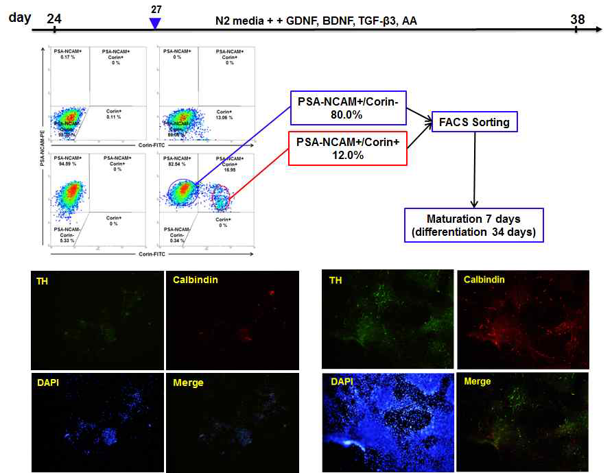 도파민 신경세포 분화 3일 후 PSA-NCAM과 Corin 으로 순수분리한 세포 (PSA-NCAM+/Corin-, PSA-NCAM+/Corin+, 윗쪽)를 7일간 더 배양한 후 면역조직화학염색을 수행 (아래쪽)