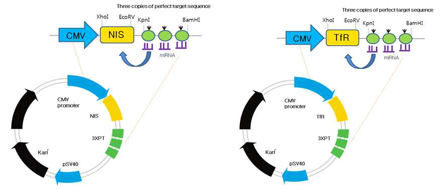 microRNA9 발현 추적 핵의학영상 벡터 및 자기공명영상 벡터 모식도