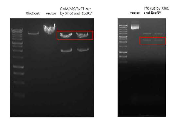 CMV/NIS/3xPT_miR9 벡터와 TfR 유전자 enzyme digestion