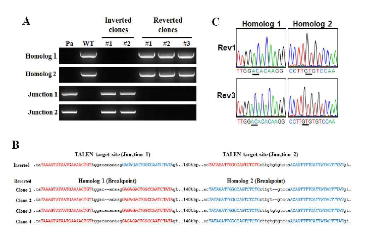 TALEN을 사용하여 F8 유전자가 inversion된 (질병라인) 세포에서 다시 정상으로의 reversion (유전자 교정된 정상라인) 유도