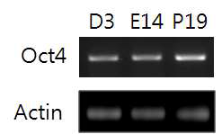 D3 마우스 배아줄기세포 및 신경세포 분화 유도 후 RT-PCR 분석