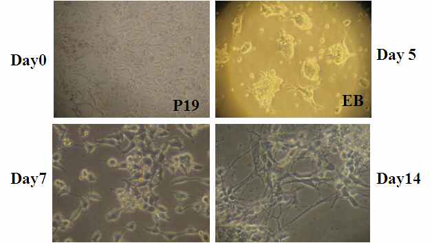 P19 마우스 배아줄기세포의 신경세포 분화 유도