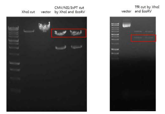 CMV/NIS/3xPT_miR9 벡터와 TfR 유전자 enzyme digestion