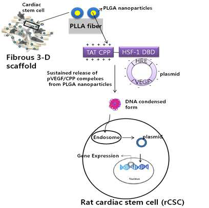 약물 서방형 나노입자가 코팅된 3-D 패치형 심근재생유도체의 유전자 전달기전