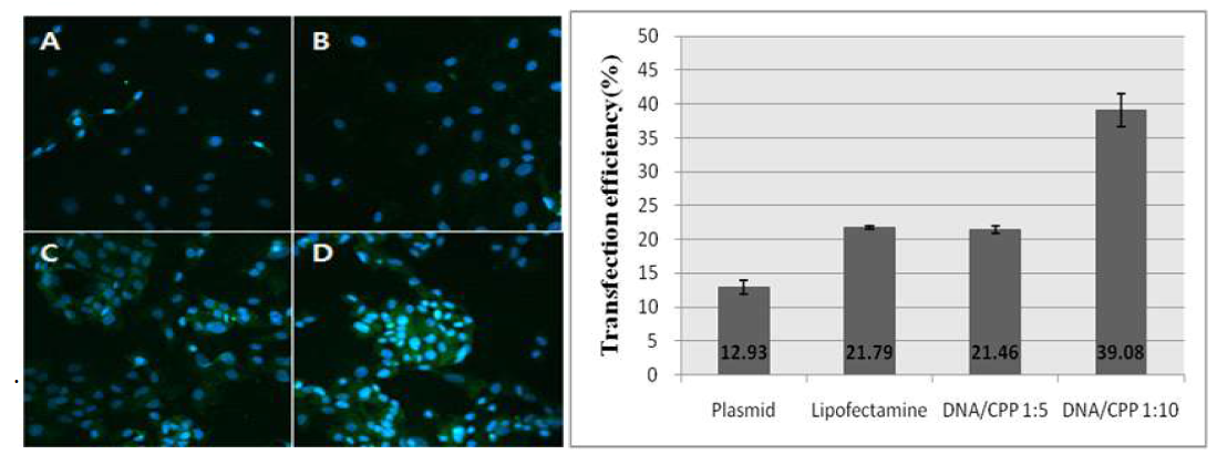 세포내 VEGF 발현량을 통한 CPP 유전자전달체의 효율 비교