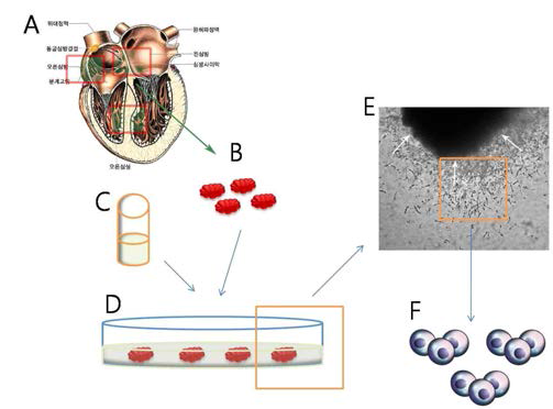 Schematic diagram of niche preserving 3-dimensional organ culture system of myocardium