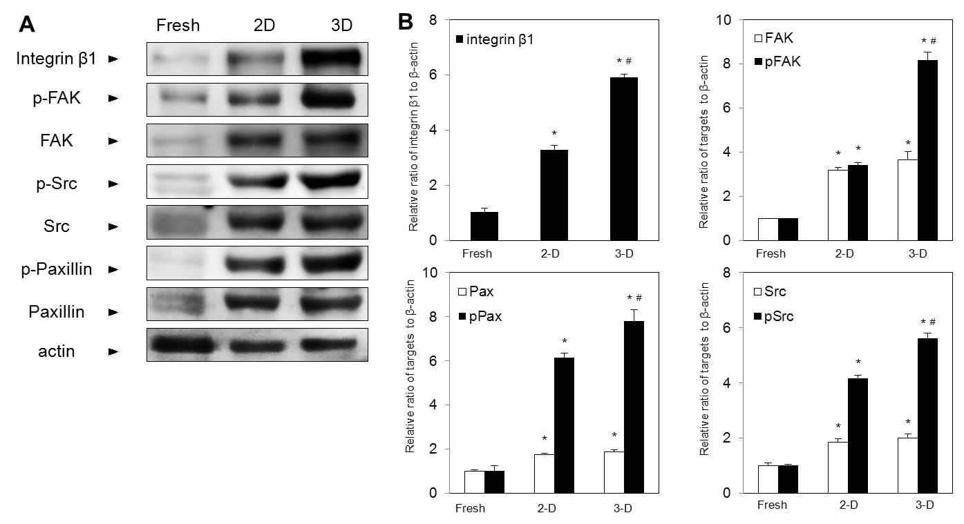 Activation of integrin-mediate cell signaling in myocardium during in vitro organ culture of myocardium