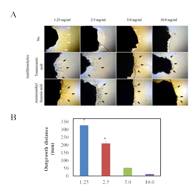 The effect of antifibrinolytic agents and fibrinogen on cell outgrowth from myocardial fragments