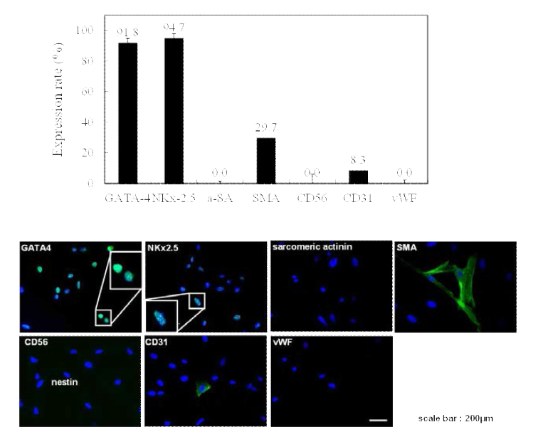 Coexpression rate of Nestin+ cardiac stem cells isolated by 3-dimensional organ culture of myocardium