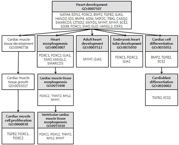 Directed acyclic graph(DAG) of cardiomyocyte of heart development-related categories