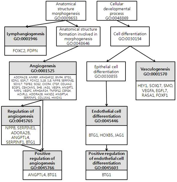 Directed acyclic graph(DAG) of endothelial cell or angiogenesis-related categories