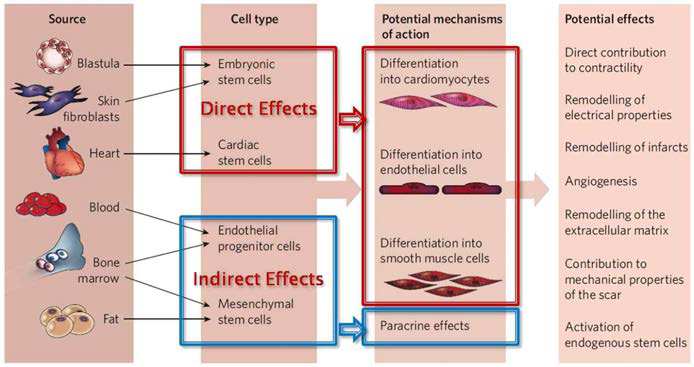 심혈관계 줄기세포치료제의 종류 및 작용기전