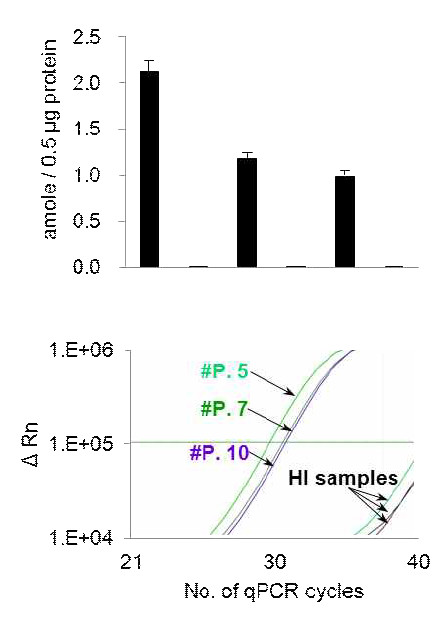 Telomerase activity of cardiac stem cells