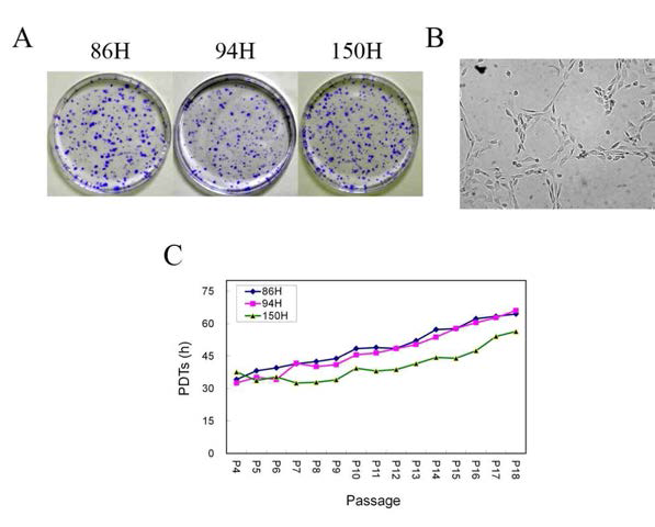 In vitro proliferation potential of cardiac stem cells