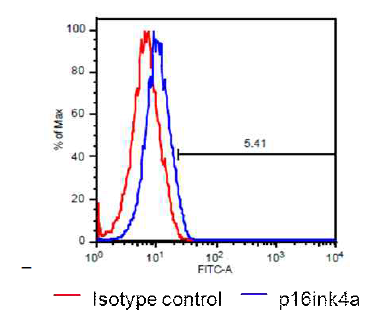 Senescence rate estimated by expression rate of p16INK4a on subcultured cardiac stem cells at passage 25