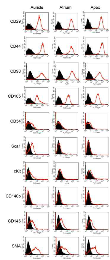 Immunophenotype of minipig-origin cardiac stem cells isolated by 3-dimensional organ culture of myocardium obtained from atrium, auricle, and apex