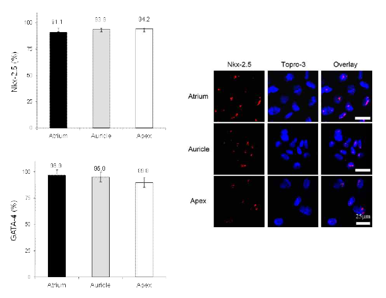 Expression rate of cardiomyocyte-specific transcription factors, GATA-4 and Nkx-2.5, on minipig-origin cardiac stem cells isolated by 3-dimensional organ cultrue of myocardium obtained from atrium, auricle, and apex
