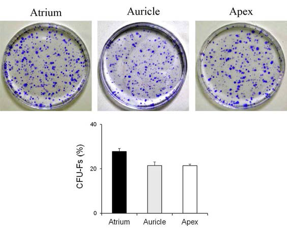 In vitro clonogenic potential of minipig-derived cardiac stem cells isolated by 3-dimensional organ cultrue of myocardium obtained from atrium, auricle, and apex