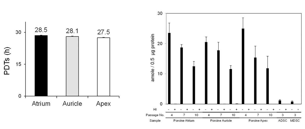 In vitro proliferation potential and telomerase activity of minipig-origin cardiac stem cells isolated by 3-dimensional organ cultrue of myocardium obtained from atrium, auricle, and apex