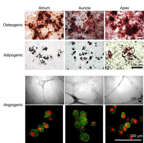 In vitro mesengenic differential potential of minipig-origin cardiac stem cells isolated by 3-dimensional organ culture of myocardium obtained from atrium, auricle, and apex