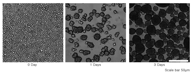 Spheroid formation of cardiac stem cells derived from the adult human myocardium using 3-dimensional myocardial culture