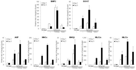 Quantitative measurement of cardiomyocyte-specific mRNAs using real-time RT-PCR in cardiac stem cells induced into cardiomyogenic differentiation under spheroid culture conditions