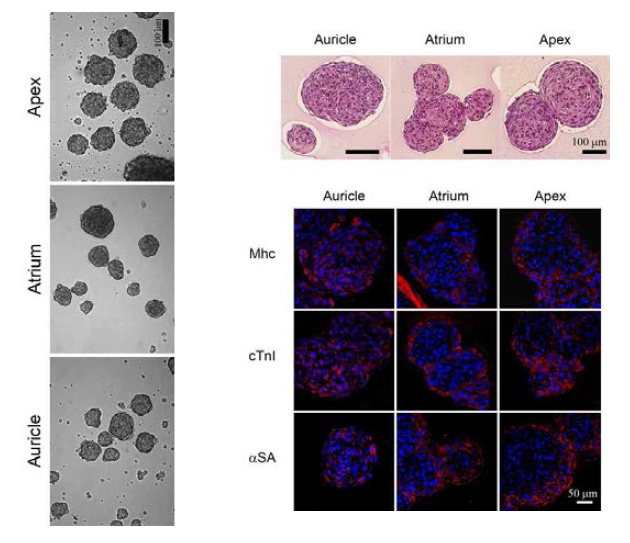 In vitro differential potential into cardiomyocytes of minipig-origin cardiac stem cells isolated by 3-dimensional organ culture of myocardium obtained from atrium, auricle, and apex